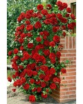 Роза плетистая Амадеус (красная) | Троянда плетиста Амадеус (червона) | Rosa climbing Amadeus (red)